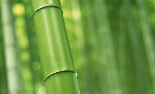 绿色ppt背景图片简约大气(4)