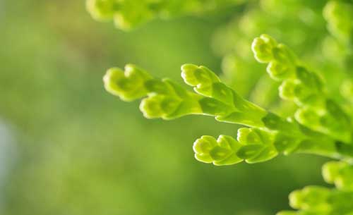 绿色ppt背景图片简约大气(1)