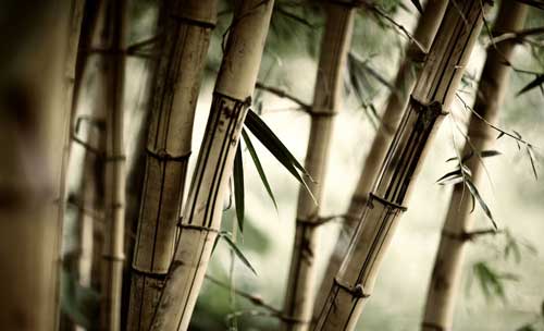 绿色ppt背景图片简约大气(5)